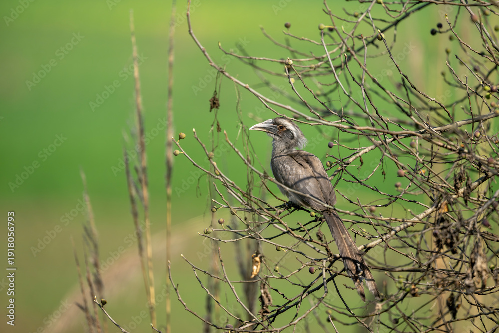 Obraz premium A beautiful Indian Grey Hornbill skillfully picks a ripe fruit from a fig tree branch during a sunny morning.