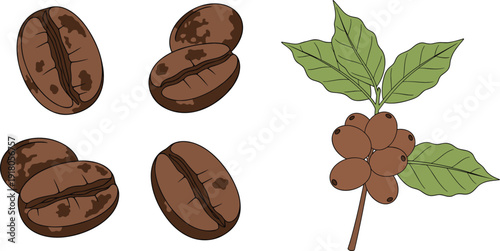 Coffee beans and coffee plant vector illustration isolated on white background