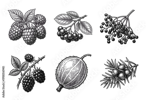 Vintage botanical woodcut illustration set of wild berries including raspberries blackberries and gooseberries in hand drawn engraved style