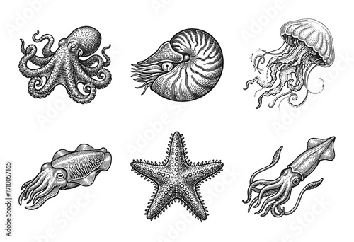 Vintage woodcut style illustration set featuring various marine life creatures including octopus, nautilus, jellyfish, cuttlefish, starfish, and squid.
