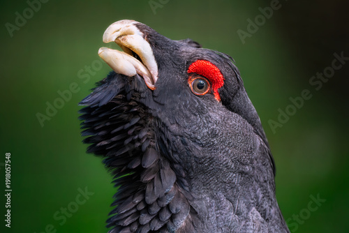 Detailed Portrait of Western Capercaillie (Tetrao urogallus)