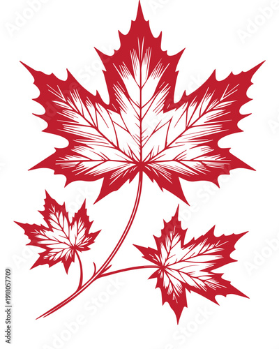 Red Maple Leaves Illustration
