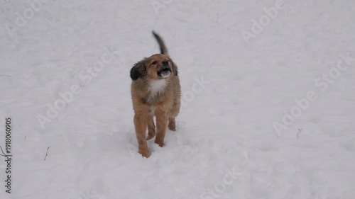 Cute mixed breed puppy standing on snowy ground and barking. Young dog outdoors in winter with white snow background.