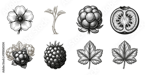 Vintage botanical engraving collection of blackberry bramble berries flowers and leaves in black and white woodcut style