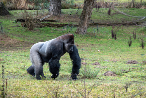 Silverback Gorilla Walking in Forest Meadow, Powerful Male Primate in Profile