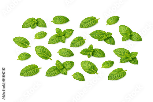 Fresh green mint leaves showing healthy organic herb for cooking, tea, and aromatic essential oils on transparent background