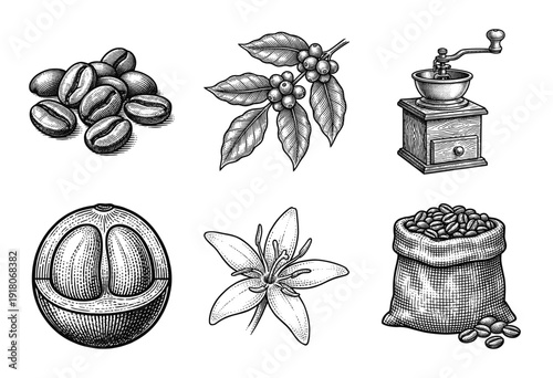 Vintage engraving style coffee collection featuring roasted beans, botanical branches, cherry cross-section, white blossom, manual grinder, and burlap sack.