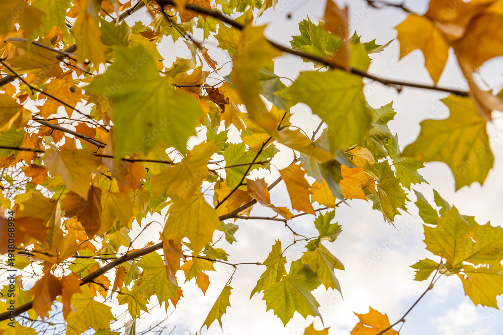 Fototapeta premium orange, yellow and green foliage of a tree in the autumn season against the background of a blue sky with white clouds