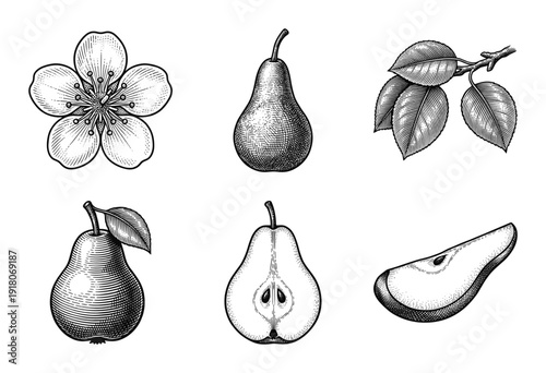 Vintage engraving collection of pear fruit illustrations featuring botanical blossoms, whole pears, sliced cross-sections, and leafy branches in a classic woodcut style.