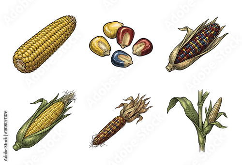 Vintage hand drawn engraving illustration set of corn cobs, stalks, and multi colored flint maize kernels in a retro woodcut style.
