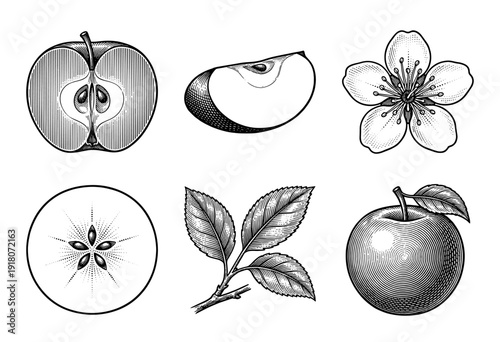 Vintage engraving style apple botanical set featuring whole fruit, cross sections, seeds, blossom, and leafy branch on a white background.