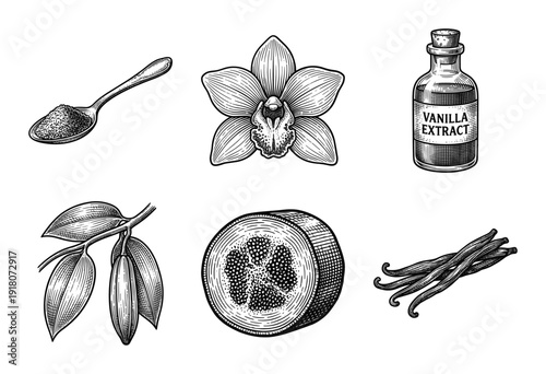 Vintage engraving collection of vanilla botanical elements featuring orchids, beans, extract bottle, and cacao pods in woodcut style.