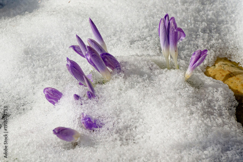 Wilde Krokusse im Frühjahr im Schnee
