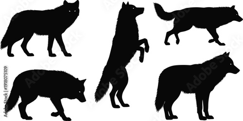 Black Wolf Silhouette Set, Collection of Five Wild Predator Poses Including Running, Stalking, Howling and Rearing Vectors on White Background