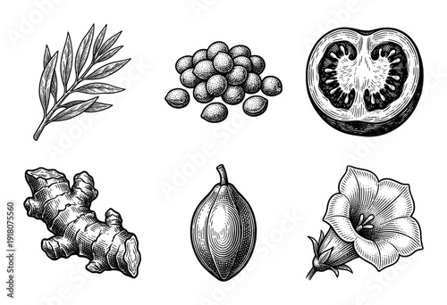 Vintage style botanical collection featuring engraved illustrations of ginger root, cacao pod, tomato slice, seeds, leaves, and a trumpet flower.