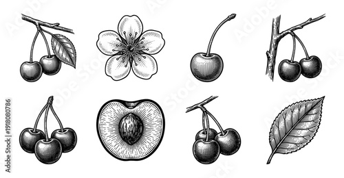Vintage cherry botanical illustration set featuring fruit clusters, blossoms, leaves, and cross sections in woodcut engraving style.