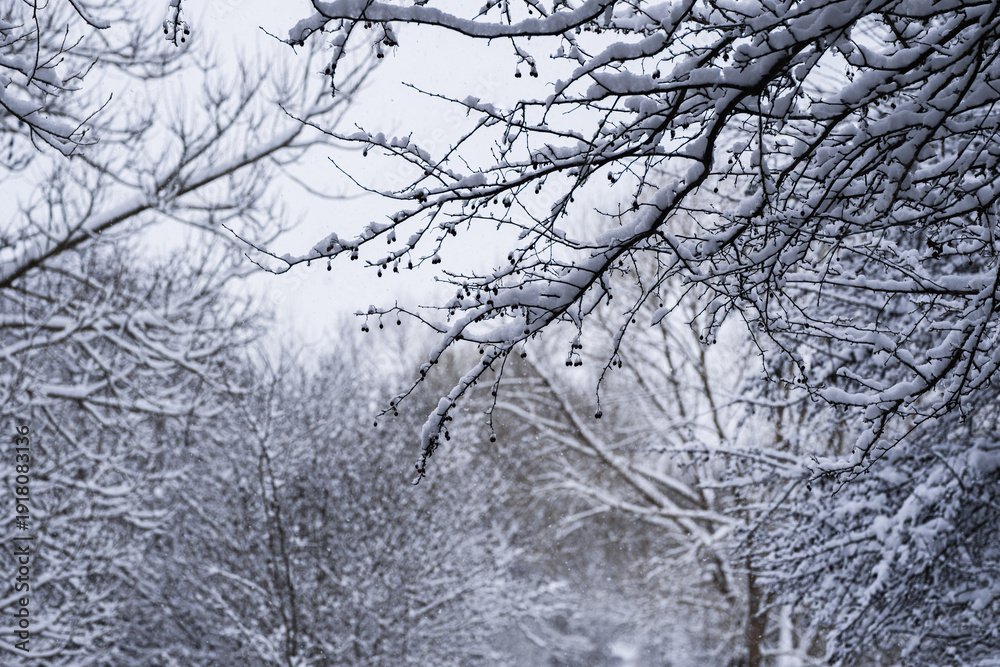 Obraz premium Close-up of red hawthorn berries covered with fresh white snow on a tree branch