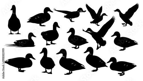 duck silhouettes
