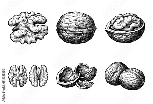 Vintage style engraving of walnuts featuring whole shells cracked husks and shelled kernels in a detailed hand drawn collection