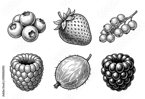 Set of hand drawn monochrome berry illustrations including strawberry blueberry raspberry and blackberry in a vintage woodcut engraving style