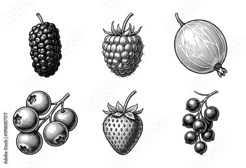 Vintage style engraving of assorted organic berries featuring strawberry raspberry blueberry and currant in a detailed hand drawn line art illustration collection