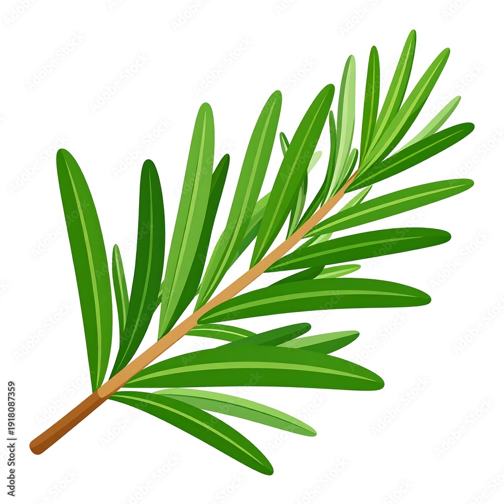 Obraz premium A sprig of rosemary with needle-like leaves, in shades of green, radiating from a brown stem on white