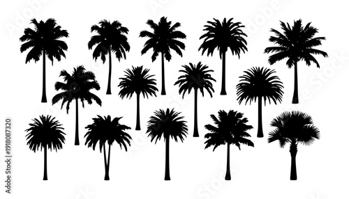 palm silhouttes
