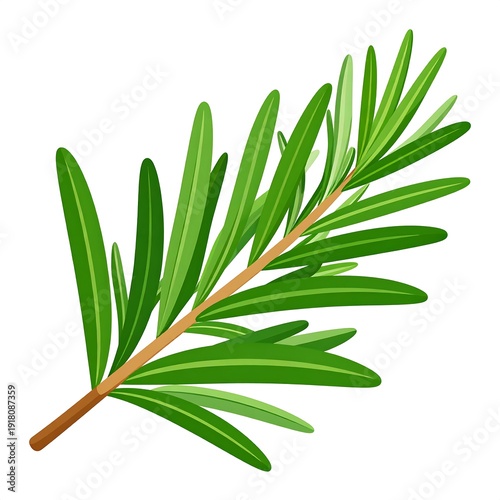 A sprig of rosemary with needle-like leaves, in shades of green, radiating from a brown stem on white