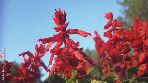 Deep-red flowers of Scarlet Sage (Salvia splendens) can be seen swaying in the breeze in the evening light on blue sky background at sunset, close-up