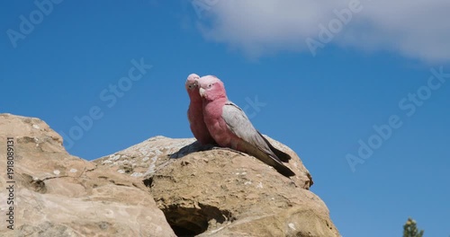 Galah Pink and Grey Cockatoo Australian Birds
