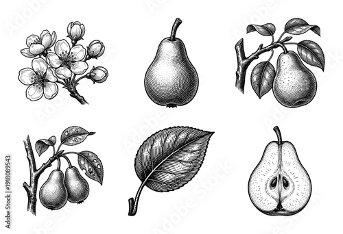 Vintage engraving of pear botanical elements including whole fruit, sliced halves, blossoming flowers, branches, and textured leaves in a classic woodcut style.