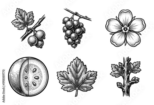 Vintage botanical engraving of black currant fruit, leaves, flower, and woody stem elements in a detailed woodcut style illustration collection.