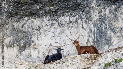 portrait of two wild goats settled on a cliff by the Rhône river