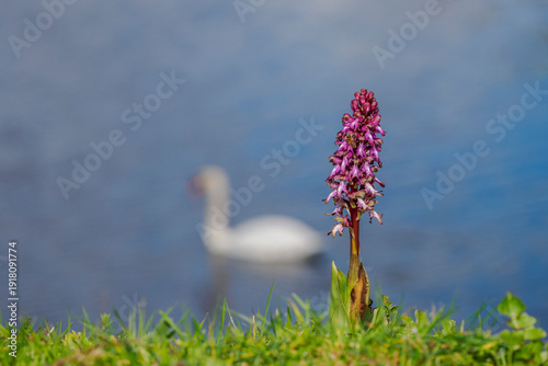 Flowering of an orchid, Barlia Robertiana (Himantoglossum) on the banks of the Rhône