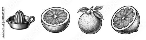 Vintage engraving style citrus fruit set featuring a manual juicer and whole and halved oranges and lemons.