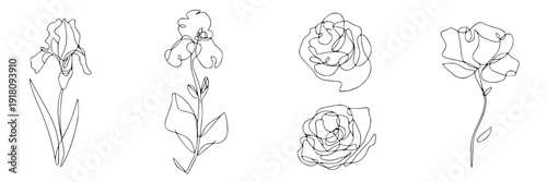Flowers delicate set with minimalist line art and soft petals featuring floral, botanical, nature with drawing and sketch elements for elegant, simple projects, clean composition on simple background