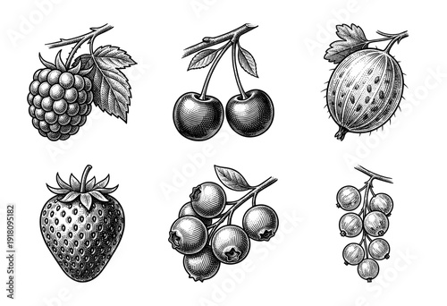 Vintage engraving collection of assorted garden berries and summer fruits including strawberries, cherries, and currants in a hand drawn etching style.