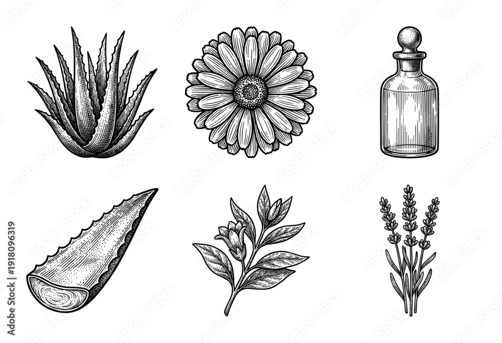 Naklejka premium Collection of hand drawn botanical illustrations featuring medicinal herbs and a glass apothecary bottle in a vintage woodcut engraving style.