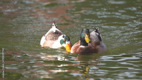 Mallard ducks foraging in calm water during golden hour slow-motion