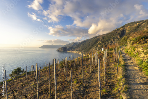 View of terraced vineyards cascade towards the azure sea under a sky brushed with gold and blue, a tranquil path winding along the coast, Manarola, Liguria, Italy.