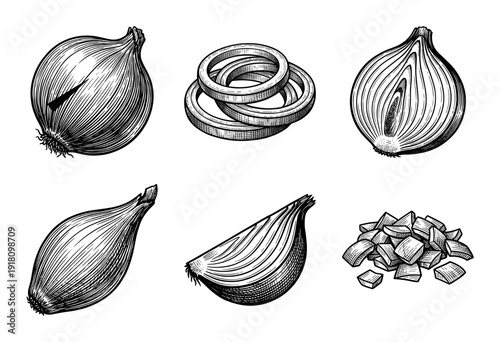 Vintage style engraving of onions showing whole bulbs, rings, half slices, and chopped pieces in a detailed hand drawn line art collection.