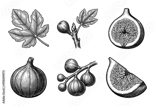 Vintage botanical engraving of common fig fruit and foliage set in hand drawn woodcut style