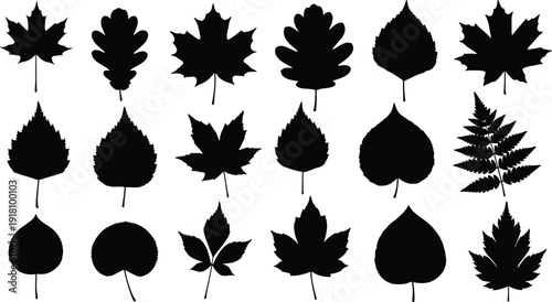 Set of black leaf silhouettes featuring maple oak and birch shapes for autumn nature decoration botanical design and floral patterns