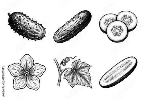 Vintage engraving style collection of cucumber illustrations featuring whole vegetables, sliced rounds, longitudinal section, blooming flower, and textured leaf with tendril.