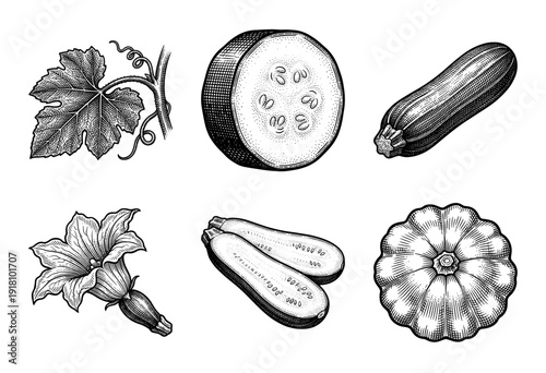 Vintage engraving set of zucchini and squash botanical illustrations featuring whole vegetables, slices, blossoms, and leaves in a detailed woodcut style.
