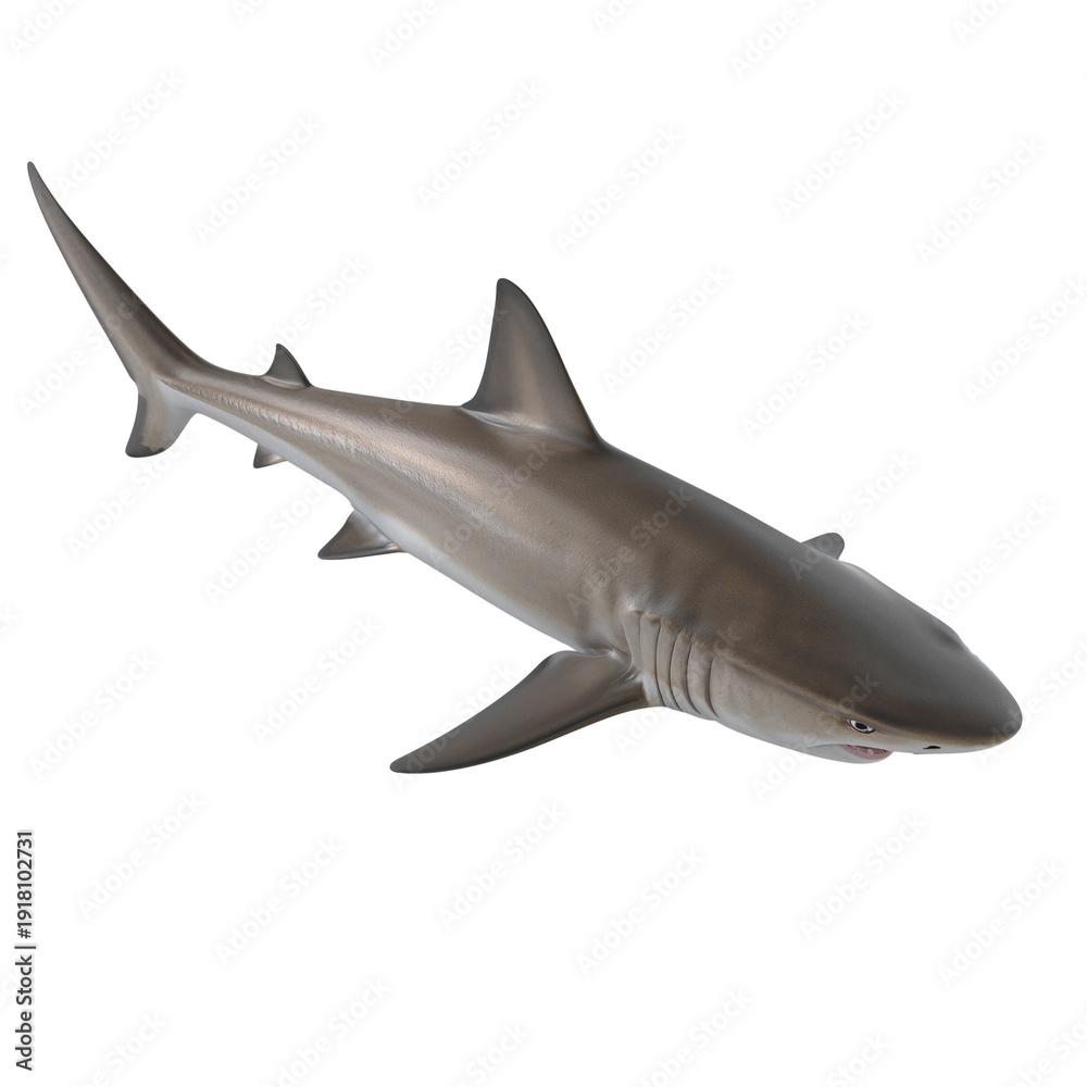 Naklejka premium Gray Shark swimming isolated on white background, underwater marine life