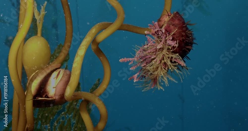 Noris top snail with considerable invertebrate growth on shell.