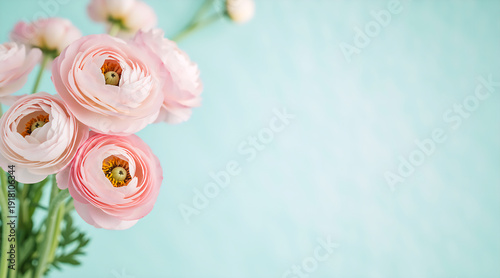 Pink ranunculus flowers on turquoise surface. Floral bouquet with empty area. 8 March Women's Day banner