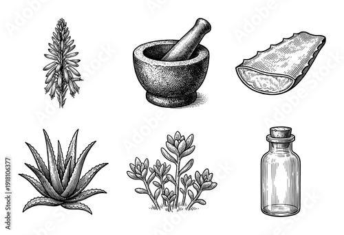 Vintage engraving collection of aloe vera plants, medicinal herbs, mortar and pestle, and apothecary glass bottle for herbal medicine and skincare.