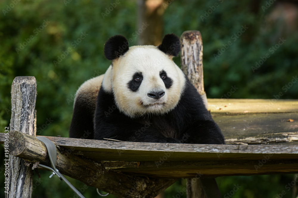 Obraz premium View on a young panda